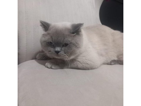 8 aylık erkek british shorthair