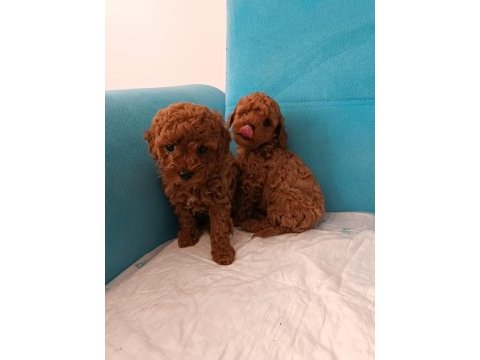 Poodle yeni yuvalarını arıyorlar