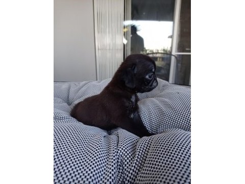 Pink carrier pug yavrular