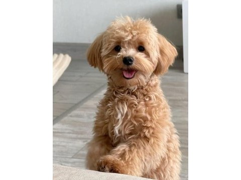 Maltipoo bebeklerimiz