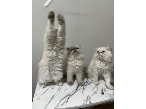 Point british longhair bebekler