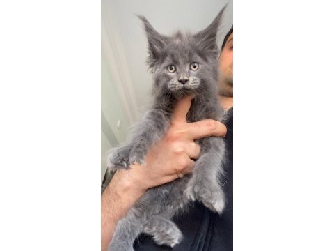 6666 polydactly dev xxxl erkek maine coon