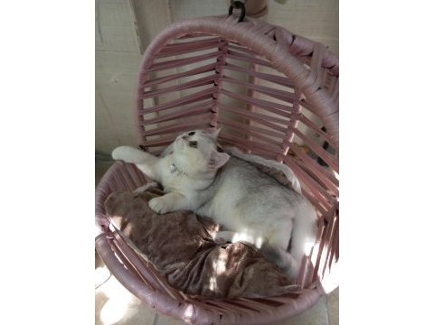 Safkan aşılı bakımlı yavru catteryden kedimiz