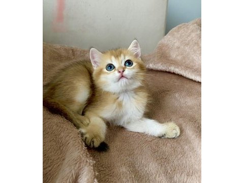 Safkan british shorthair golden erkek yavru