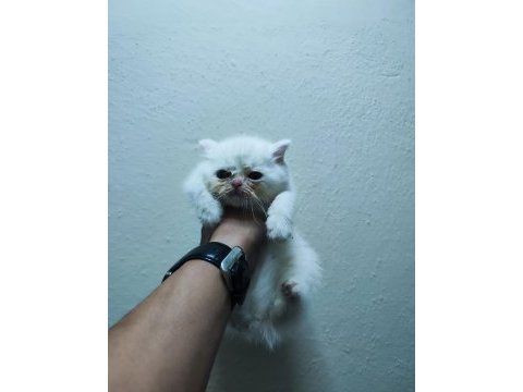 Safkan british shorthair balıkesirde