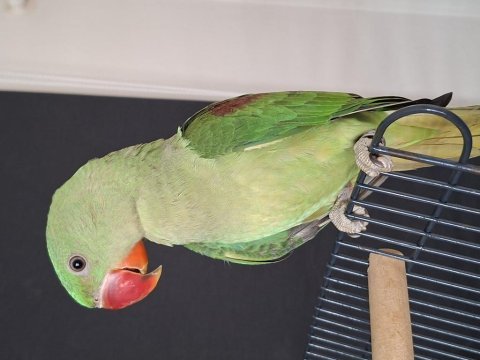 Yavru alexander jumbo boy