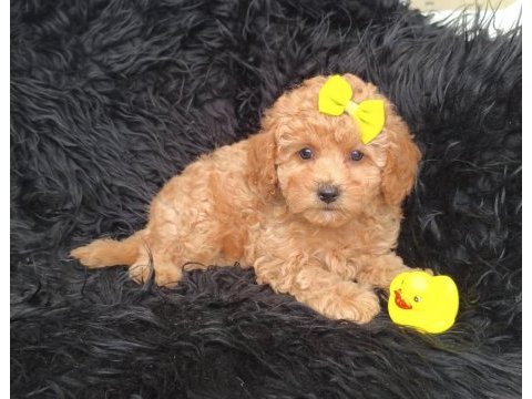 Core maltipoo bebekler