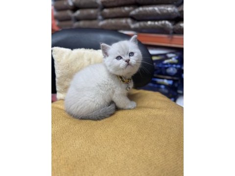 Lynx point erkek british shorthair