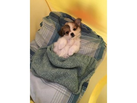 Yavru morkie
