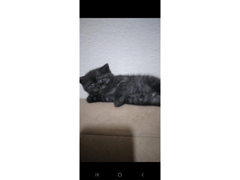 British shorthair 2 aylık