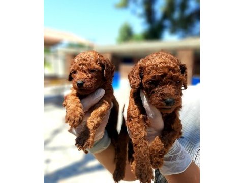 Toy poodle yavrularımız inanılmazlar