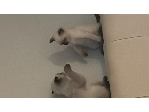 70 günlük siyam kedisi