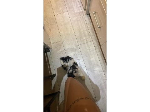 Shih tzu köpeğimi sahiplendirme istiyorum