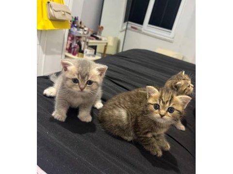 Kedimiz tabby kızımız yuvasını arıyor