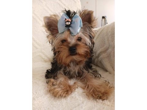 Orjinal baby face yorkshire terrier erkek