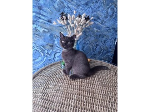 British shorthair nadir bulunan chocolate erkek yavru