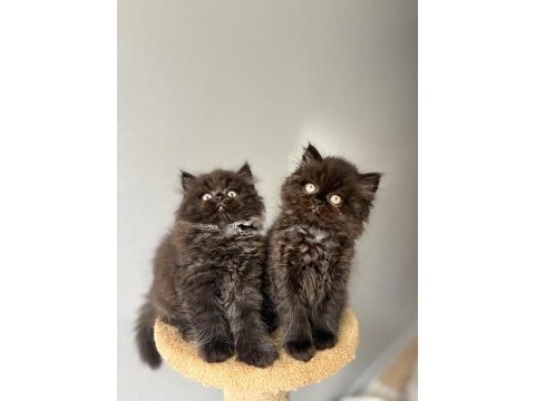 British longhair yavrularımız