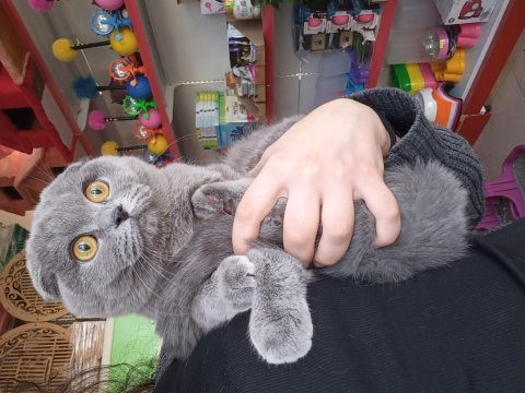 Yetişkin dişi erkek british shorthair