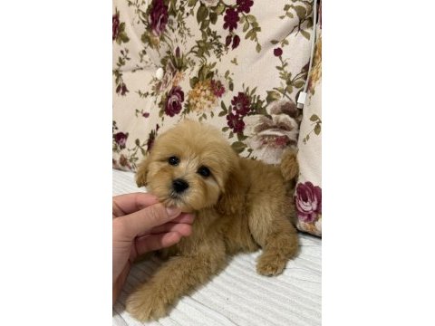 Üst düzey maltipoo oğlumuz