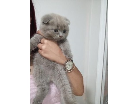 Gri scottish fold bebiş ilanda