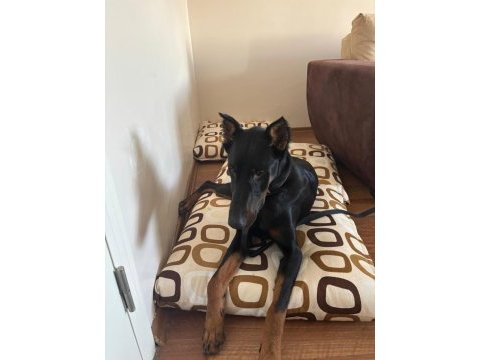 Yakışıklı doberman köpeği