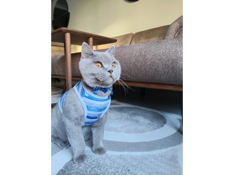 British shorthair ücretsiz sahiplendirme