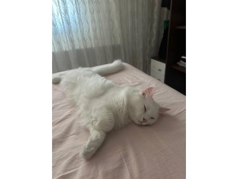 Ücretsiz chinchilla kedimizi sahiplendiriyoruz