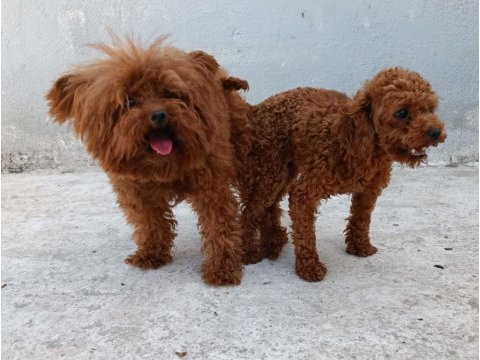 Teacup red brown poodle