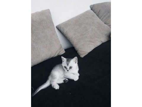 British shorthair yavrular