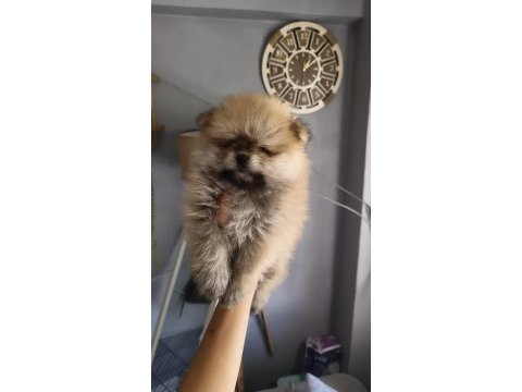 Pomeranian boo üst kalite tea cup dişi ve erkek