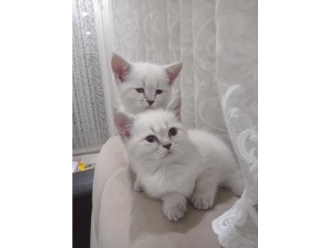 Evcil british shorthair