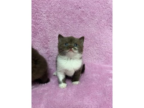 Cinnemon british shorthair bebeklerim a kalite