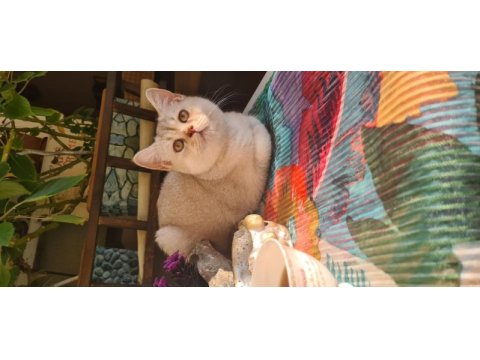 Bursa yavru british shorthair