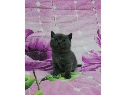 Mükemmel british shorthair bebekler ırk garantili