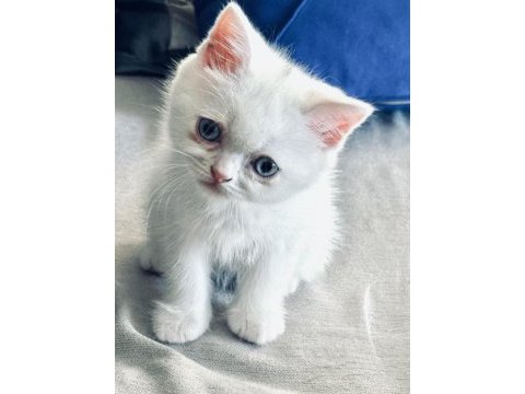 Benzersiz tatlılık british longhair