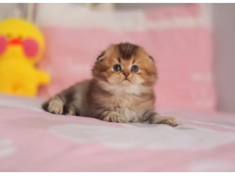 Safkan babyface sıfır kulak scottish fold erkek