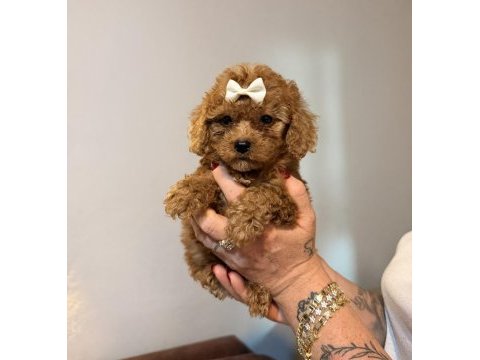 Minicik toy poodle kızlar