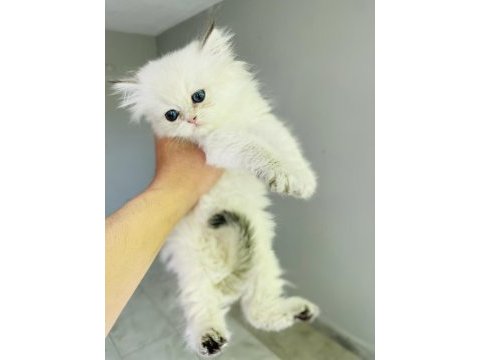 Ay 1133 british longhair dişi