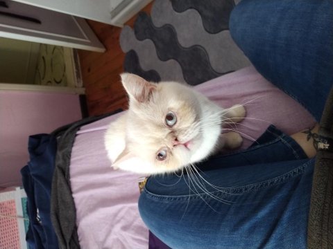 1.5 yaşında mavi gözlü exotic shorthair