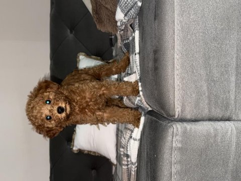 Poodle 2,5 aylık