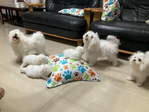 Babyface küt burun erkek ve dişi köpeğimiz