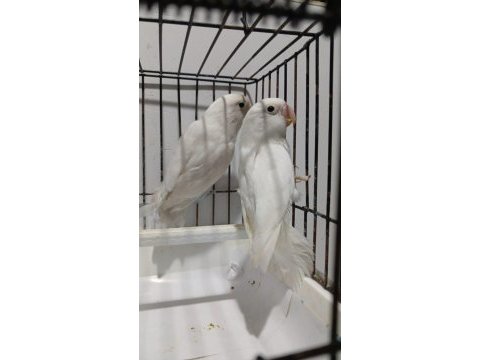 Albino takım sevda papağanı