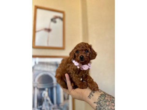 Toy poodle safkan yavrular
