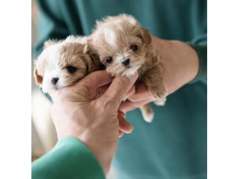 Yarışma düzeyi kore micro boy maltipoo cindy