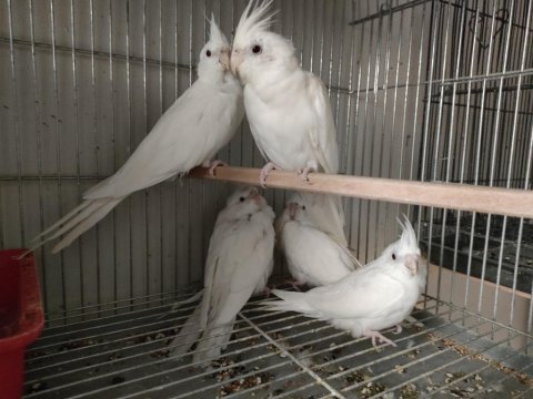 Albino sultan yavrusu