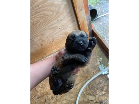 Orijinal malinois 15 günlük belçika kurdu