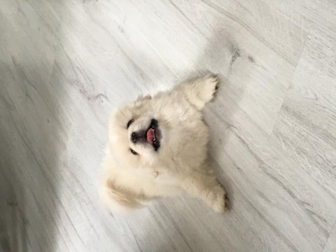 Safkan erkek pekinez yavrumuza yeni ev arıyoruz