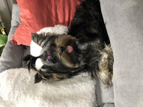 Şecereli ebeveynlerin harika yorkshire terrier kızı
