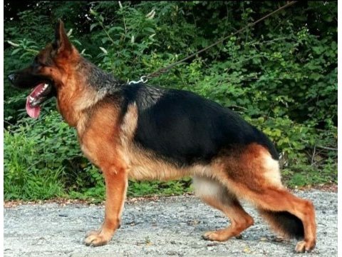 Full black & black tan showline alman kurdu puppy