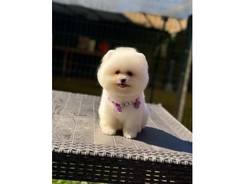 Sağlık ve ırk garantili pomeranian